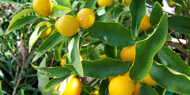 Bucce di Cedro