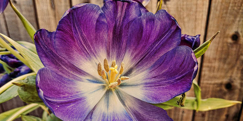 Un fiore lilla per i disturbi alimentari