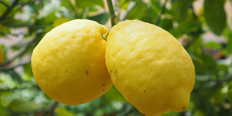 Limone, agrume di prestigio