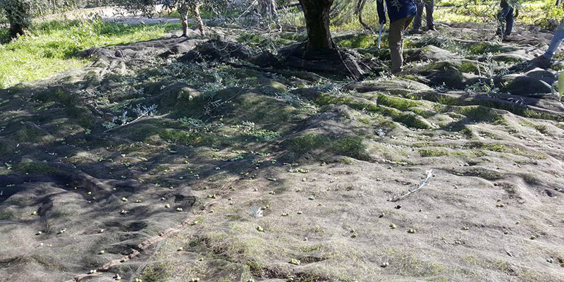 La raccolta delle olive in Puglia