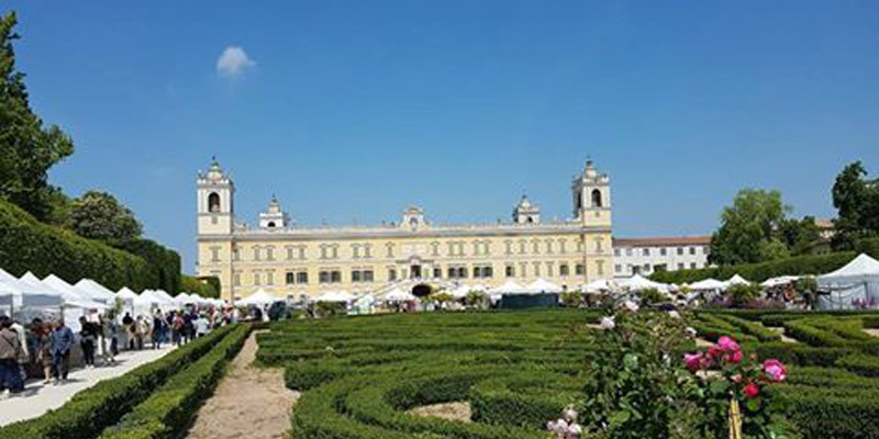 Cedrospeziato alla Reggia di Colorno